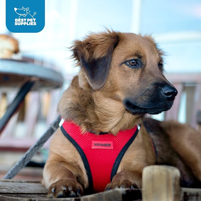 Best Pet Supplies - Image 9