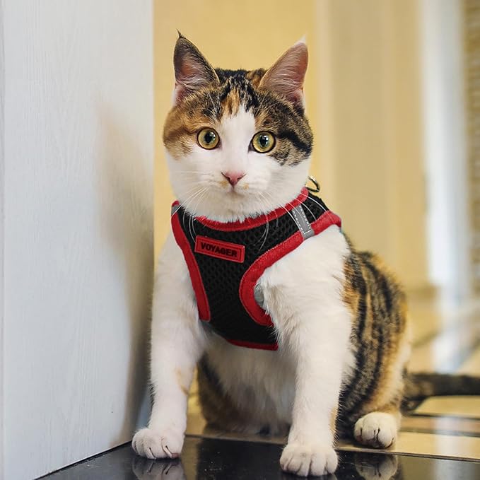 Best Pet Supplies - Image 8