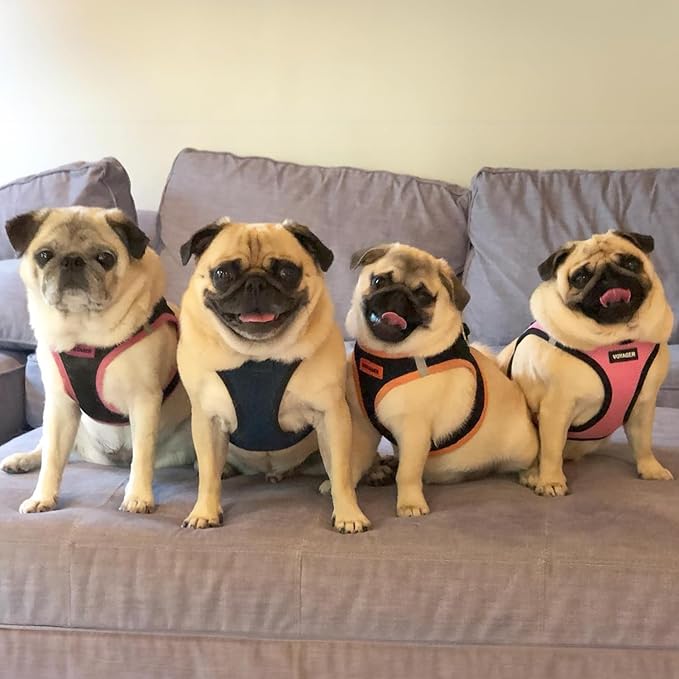 Best Pet Supplies - Image 7