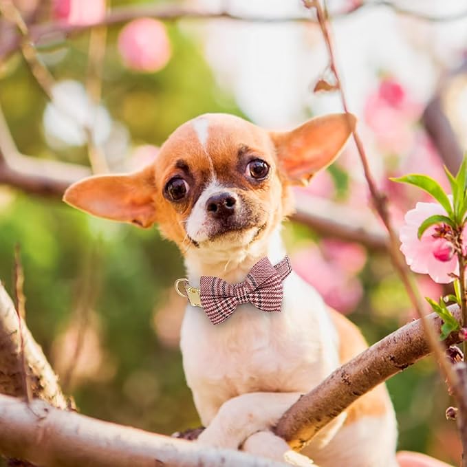 Beirui Cute Extra Small Dog Harness Collar and Leash Set - Image 5