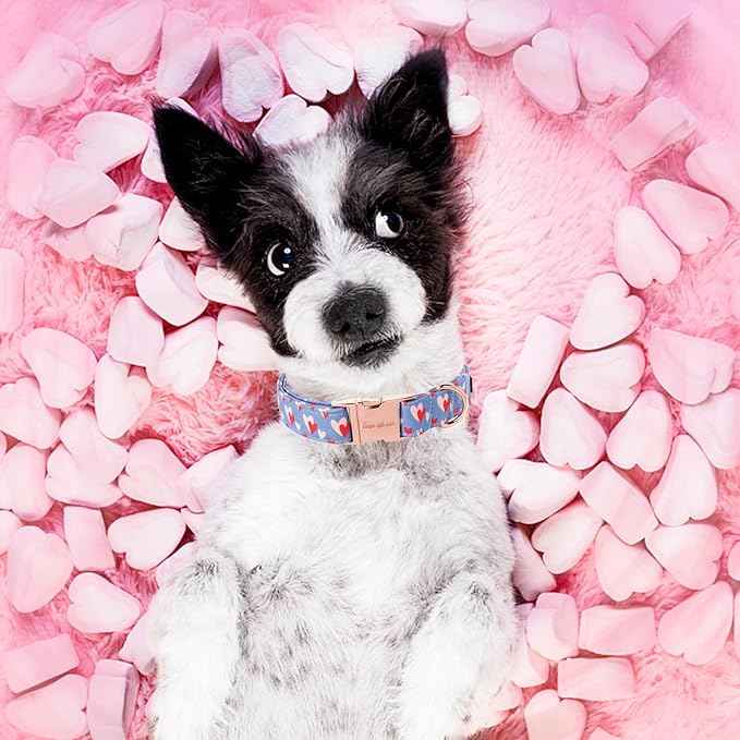 Unique style paws Valentine's Day Dog Collar Metal Buckle Collar Blue Pink Love