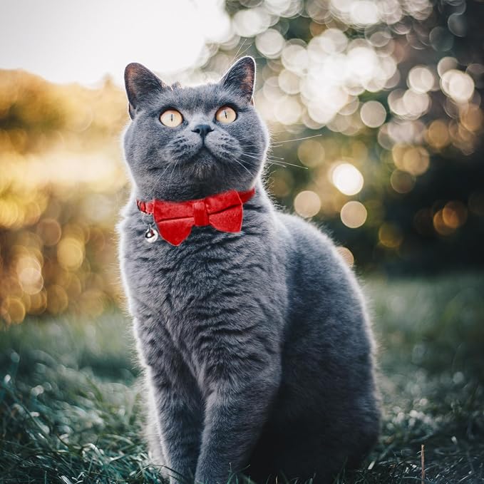 Sliverdew 2 Pcs Safety Cat Collar - Image 3