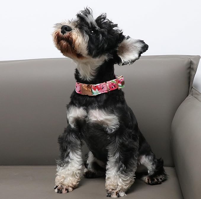 Unique Style Paws Watermelon Collar - Image 3