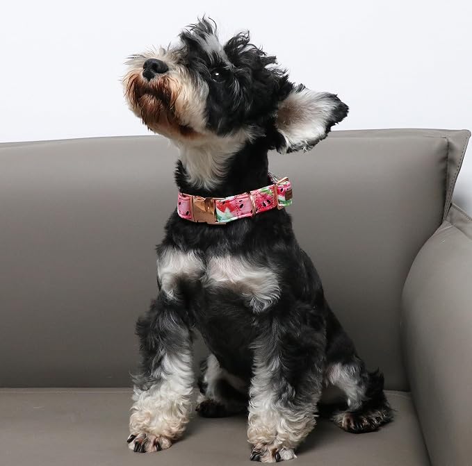 Unique style paws Dog Collar Metal Buckle Watermelon Collar Gift Durable Cute - Image 3