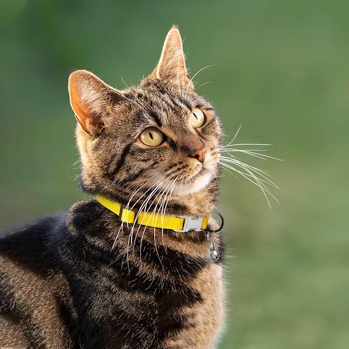 Leather Cat Collar with Buckle and Removable Bell - Image 6