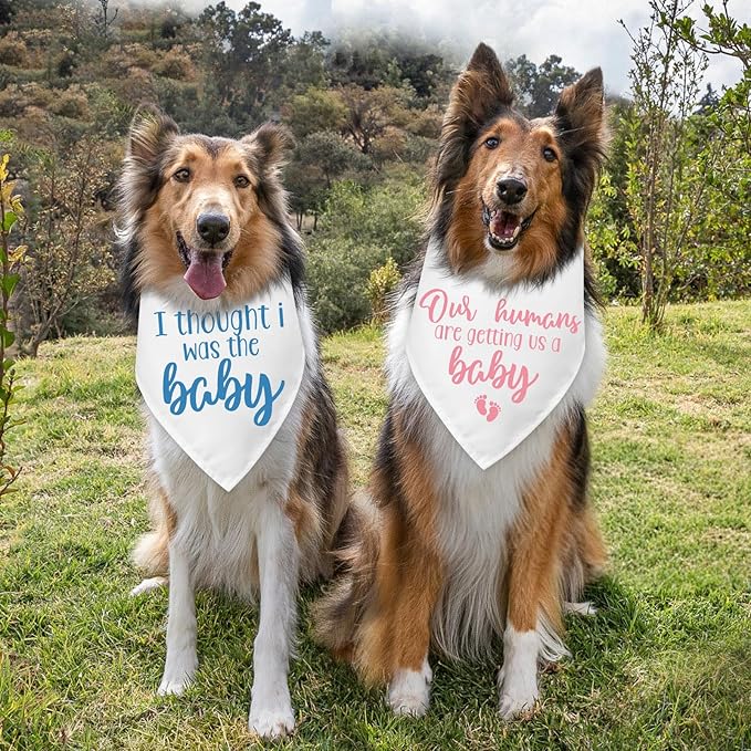 2 Packs Baby Announcement Dog Bandana Our Humans are Getting Us a Baby Gender - Image 3