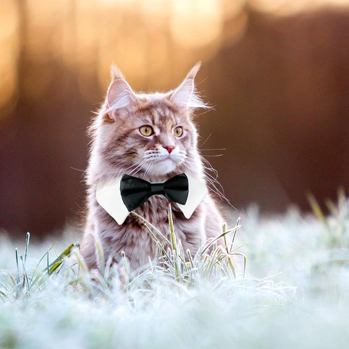 Segarty Bow Tie Cat Collar for Neck Girth 8.8-10.5 in, Tux Puppies Dog Bowtie - Image 7