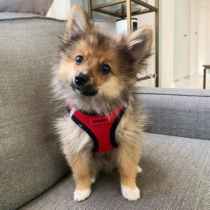 Best Pet Supplies - Image 7