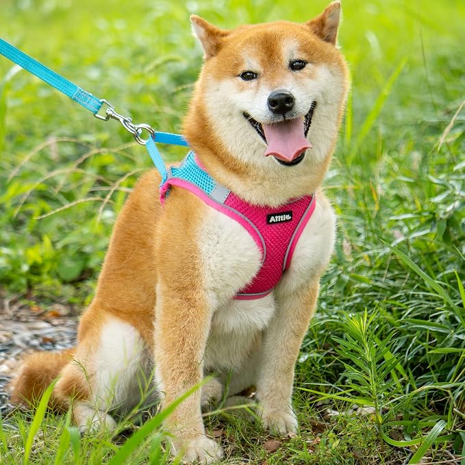AIITLE Easy Walk Dog Harness and Leash Set - Image 2