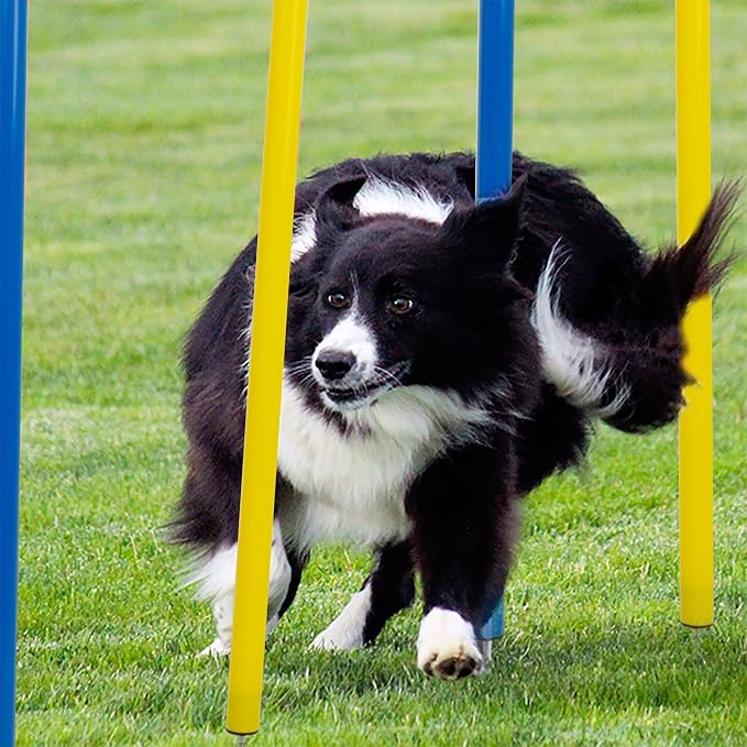 Pet Prime Dog Agility Training Equipment - Image 6