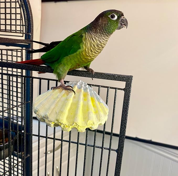Polly's Comfy Clam Parrot Cage Flat Bird Perch - Image 3