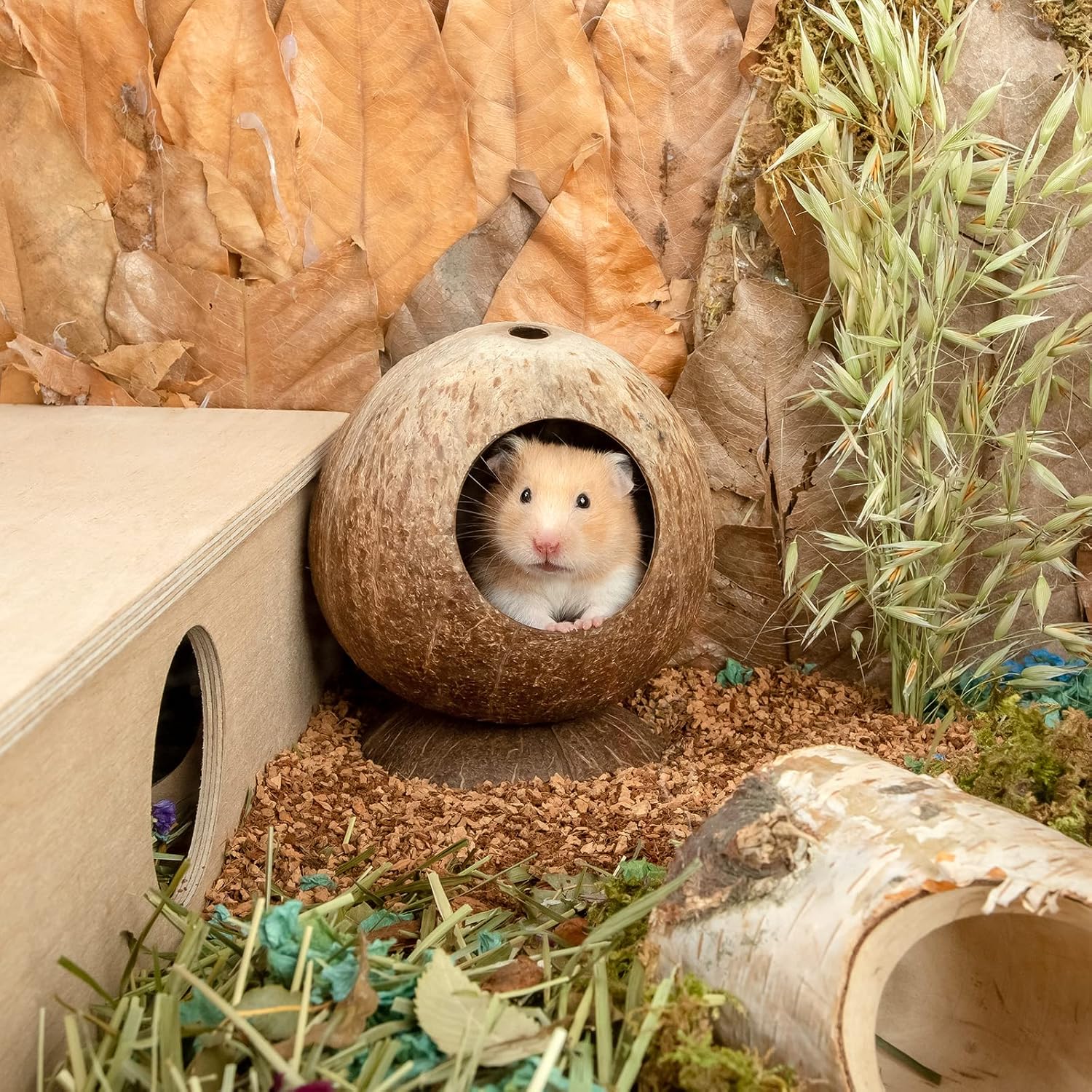 andwe Coconut Hut Hamster House, Small Animal Cage Decor - GlobalHabitat Supply