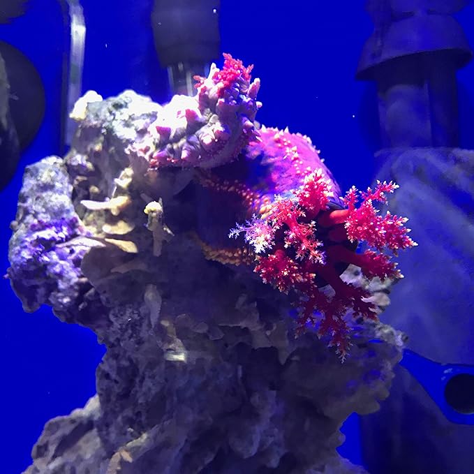 Seachem Prime Fresh and Saltwater Conditioner - Image 5