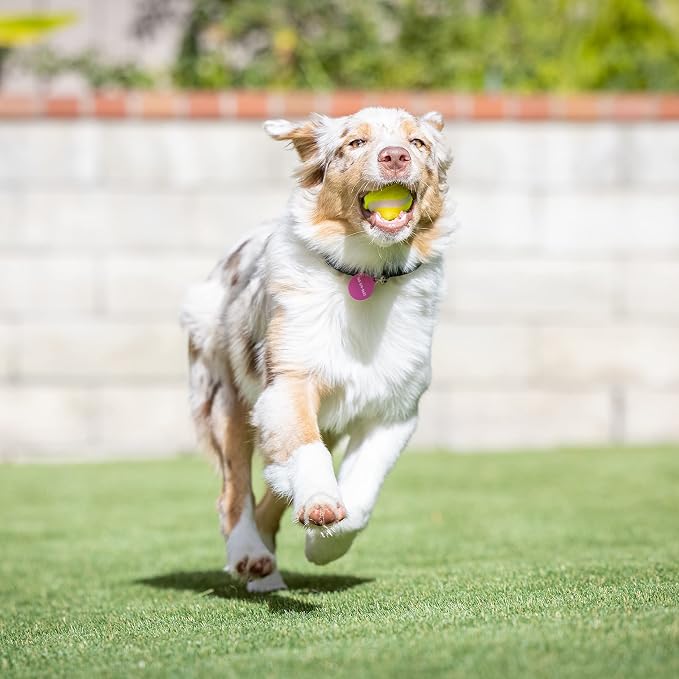 Hyper Pet Mini Tennis Balls for Dogs - Image 6
