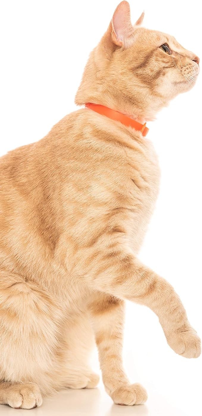 Rubber Cat Collar - Image 6