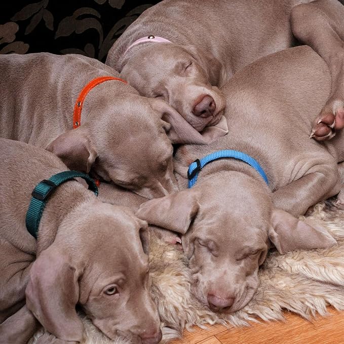 Okuna Outpost Puppy Collars - Image 3