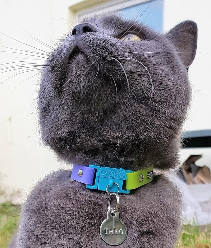 Kittyrama Cat & Kitten Collar - Image 4