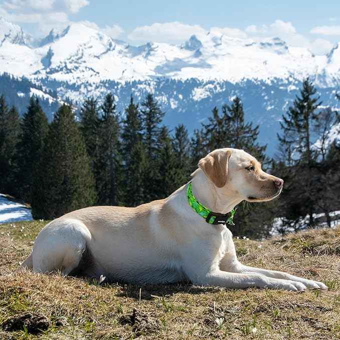 Dinosaur Dog Collar，Green with Multicolor Dino Pattern Handmade Cotton Collar