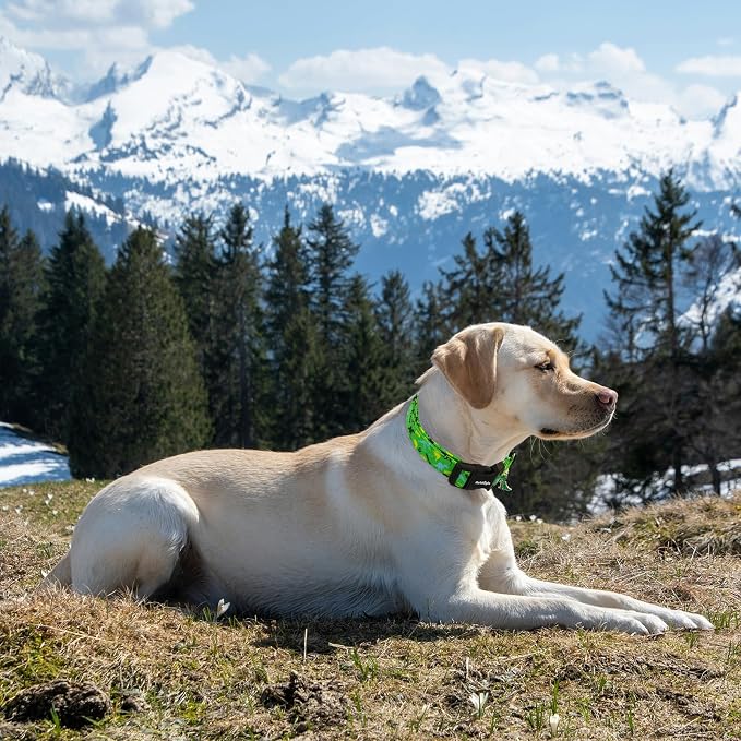 Medium Dog Collars for Male Dogs, Boy Dog Collars - Image 6