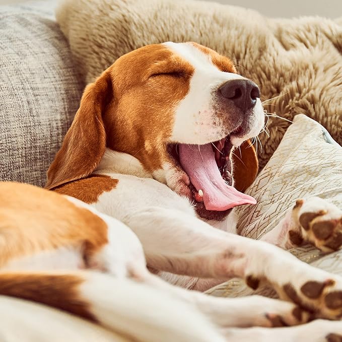 Couch Cover for Dogs - Image 7