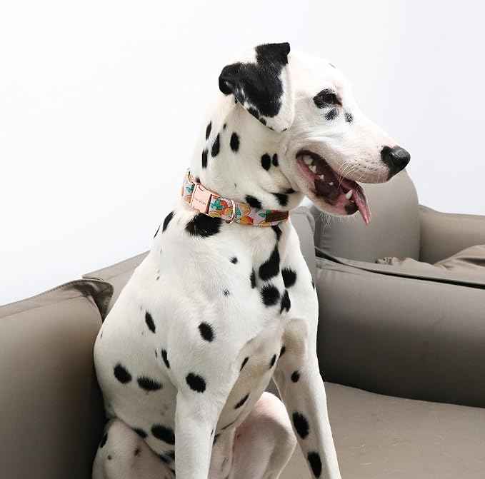 Unique style paws Dog Collar Metal Buckle Orange Collar Gift Durable Cute Collar