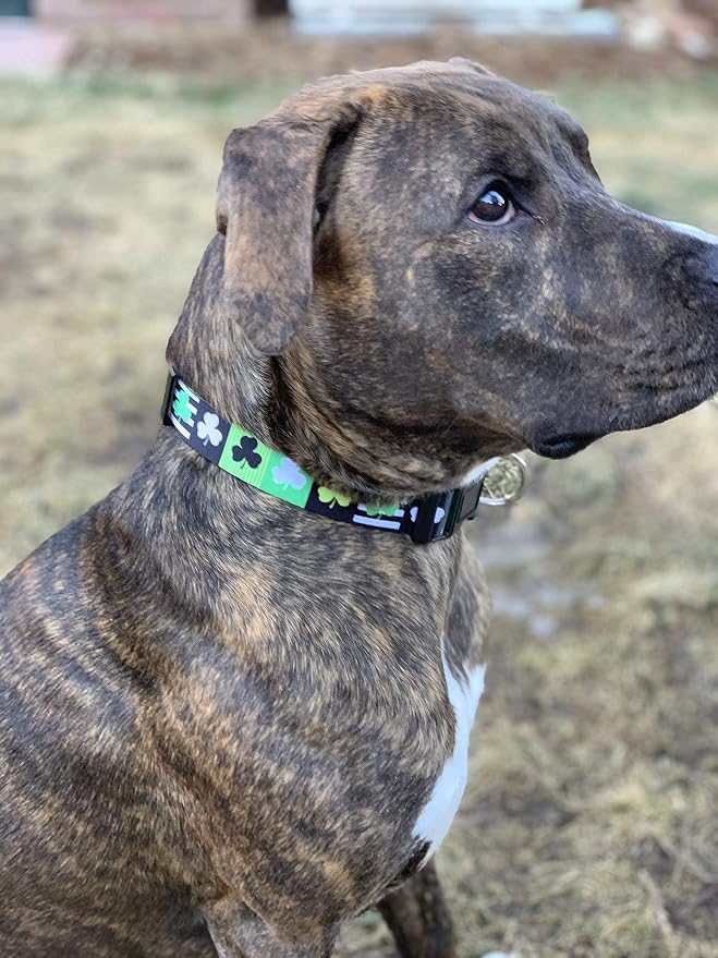 Native Pup St Patricks Dog Collar- Saint Patrick Green Shamrock Pet Collars- - Image 6