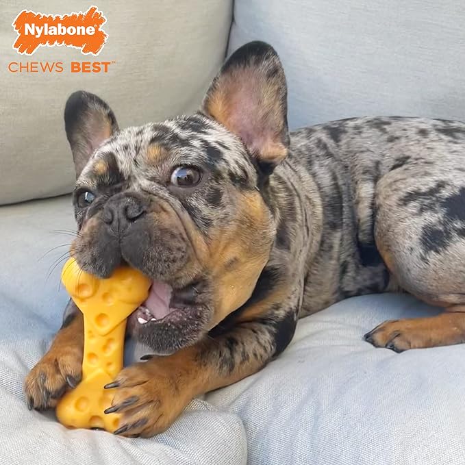Nylabone Cheese Bone Power Chew Toy - Image 2