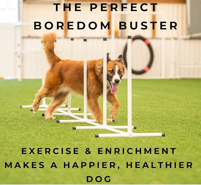 Better Sporting Dogs Complete Starter Agility Set - Image 8