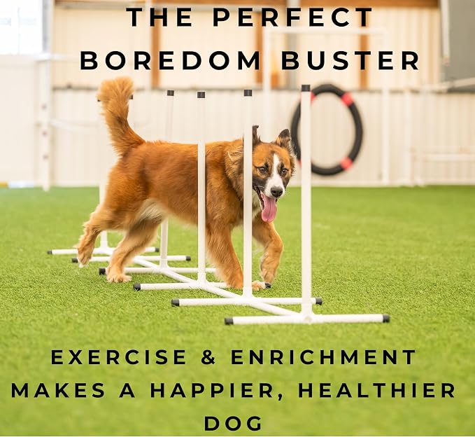 Better Sporting Dogs Agility Course Backyard Set - Image 8