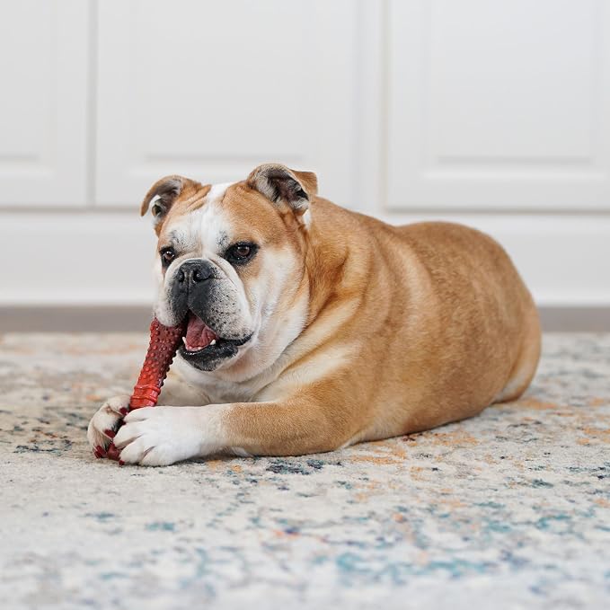 Nylabone Textured Bone Power Chew Toy - Image 7