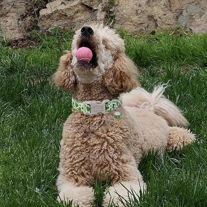 Unique style paws St. Patrick's Day Dog Collar Plastic Buckle Collar