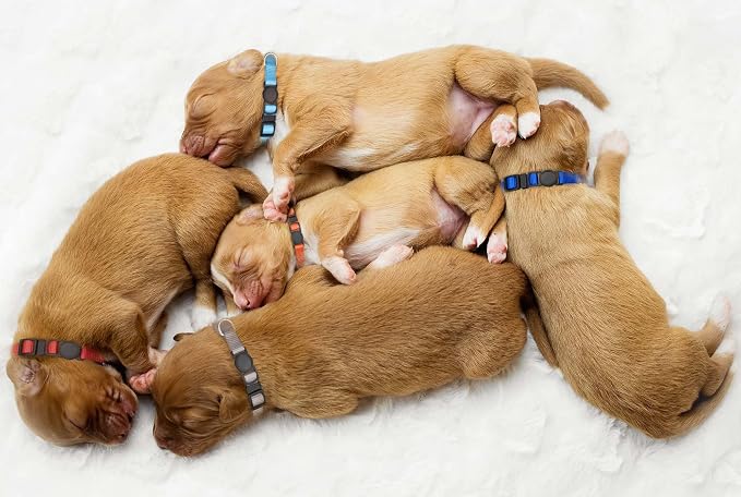 16 PCS Puppy Collars, Safety Buckle Collars - Image 6