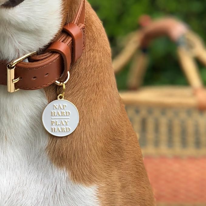 Two Tails Pet Company Personalized 'Nap Hard, Play Hard' Pet ID Tag & Collar - Image 3