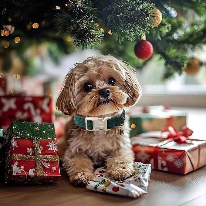 Cute Corduroy Dog Collar