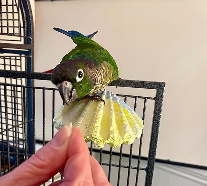 Polly's Comfy Clam Parrot Cage Flat Bird Perch - Image 7
