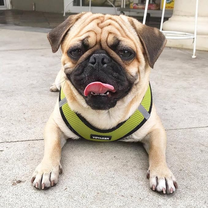Best Pet Supplies Voyager Step-in Air Harness - Image 7