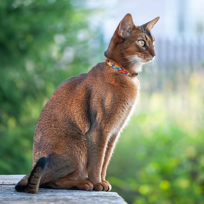 Cat Collars 2 Pack - Image 5