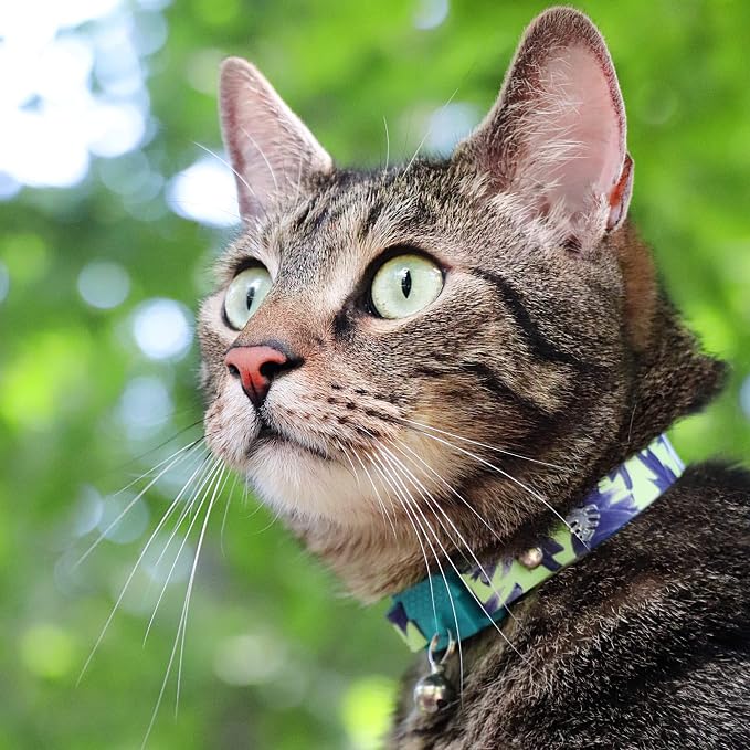 Kittyrama Botanicals Lotus Kitten Collar. Award Winning. Hypoallergenic - Image 4