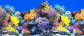 Fish Tank Background Sea Anemone Coral Theme Aquarium Background Poster Fish by XCNO