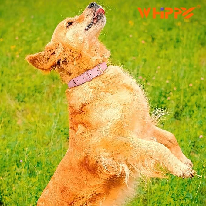 WHIPPY Leather Dog Collar for Small Dog Adjustable Soft Breathable Leather - Image 2