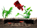 Shrimp Breeding Protector | Shrimp Breeding Cave Aquarium Tunnel | CTWPets by CTWPets