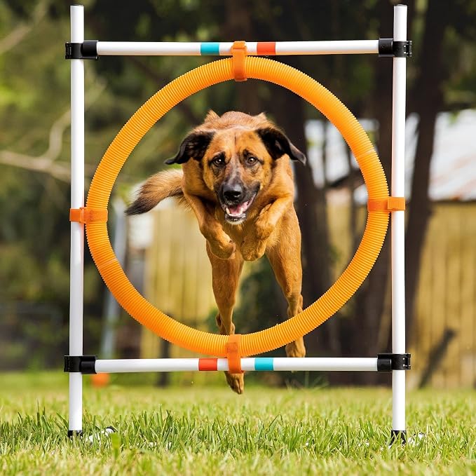 Midlee Dog Agility Hoop Jump - Image 8