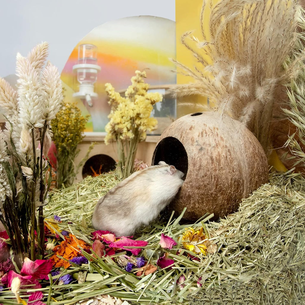 andwe Coconut Hut Hamster House, Small Animal Cage Decor - GlobalHabitat Supply