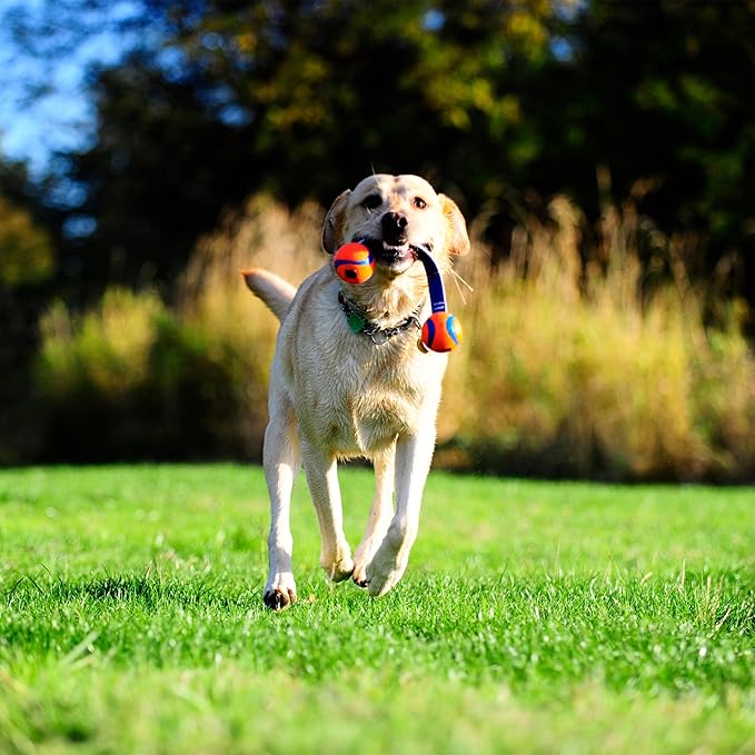 Chuckit! Ultra Duo Tug Dog Toy, Small Indoor and Outdoor Dog Ball - Image 5