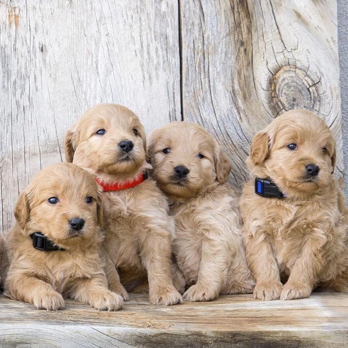 Okuna Outpost Puppy Collars - Image 4