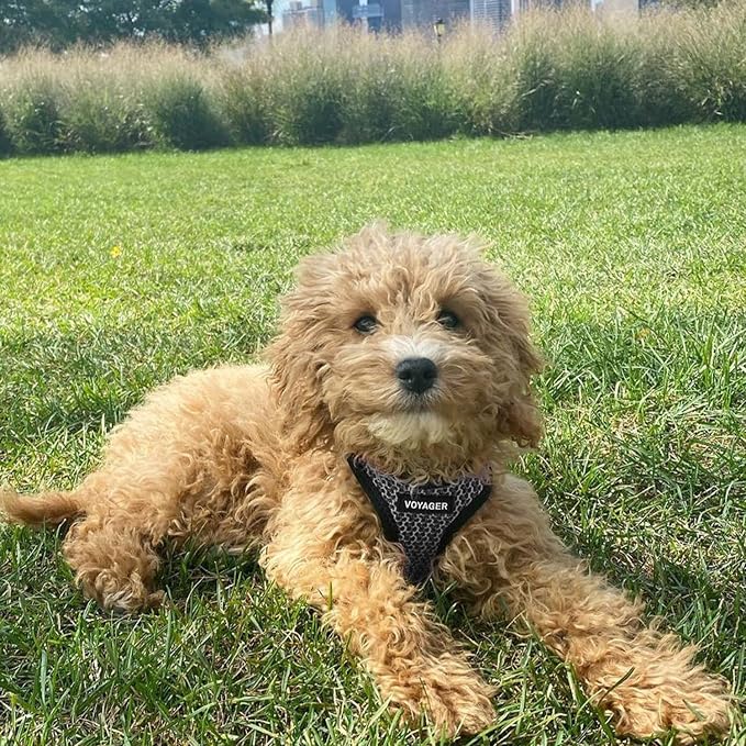 Best Pet Supplies Voyager Step-in Air All Weather Mesh Harness and Reflective - Image 9