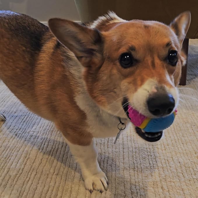 SPOT Sensory Ball Dog Toy for Soft Chewers – 3.25-Inch Durable TPR Rubber Ball - Image 8