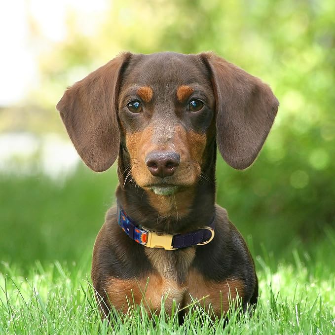 AirTag Dog Collar for Small Medium Large Breed - Image 7