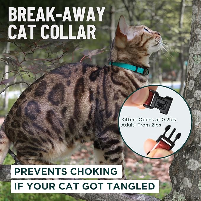 OutdoorBengal Orange Breakaway Kitten Collar - Image 2