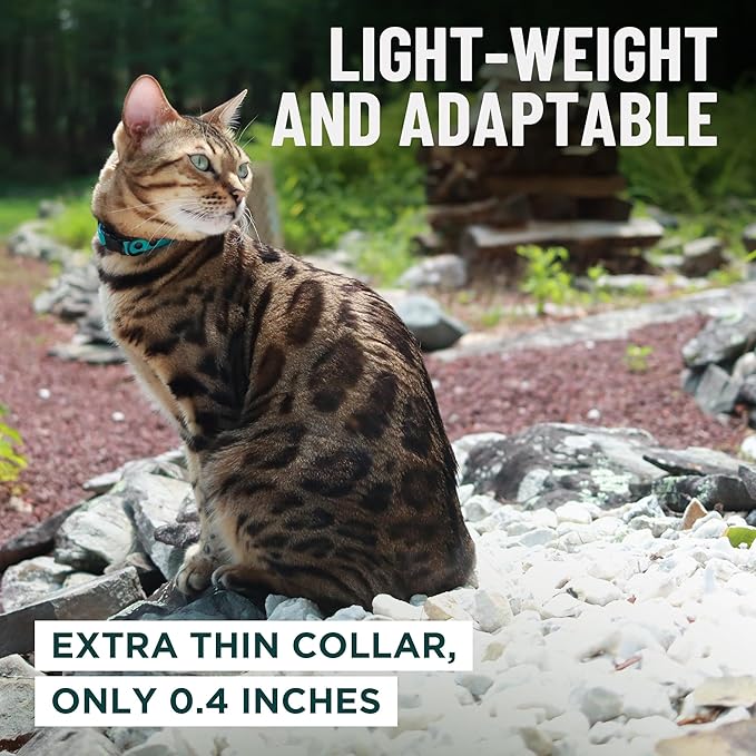 OutdoorBengal Orange Breakaway Kitten Collar - Image 6